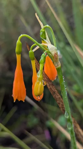 Flores tubulares anaranjadas. La identificación más precisa sigue sin confirmarse.