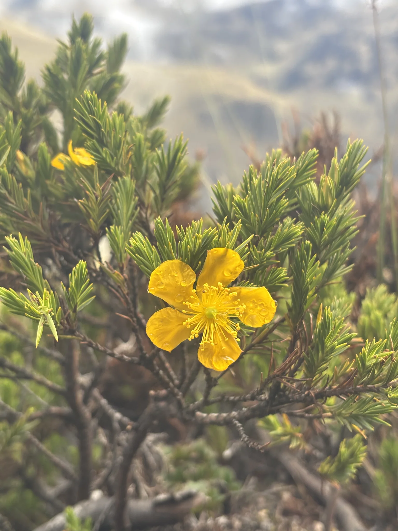 Flor amarilla cubierta de gotas. La identificación más precisa sigue sin confirmarse.