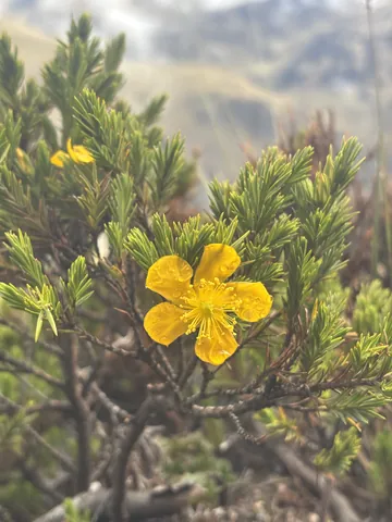 Flor amarilla cubierta de gotas. La identificación más precisa sigue sin confirmarse.