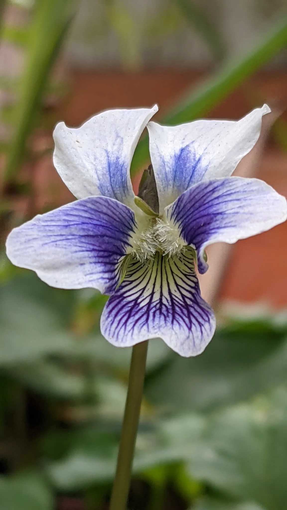 Flor morada y blanca de centro rayado. La identificación más precisa sigue sin confirmarse.
