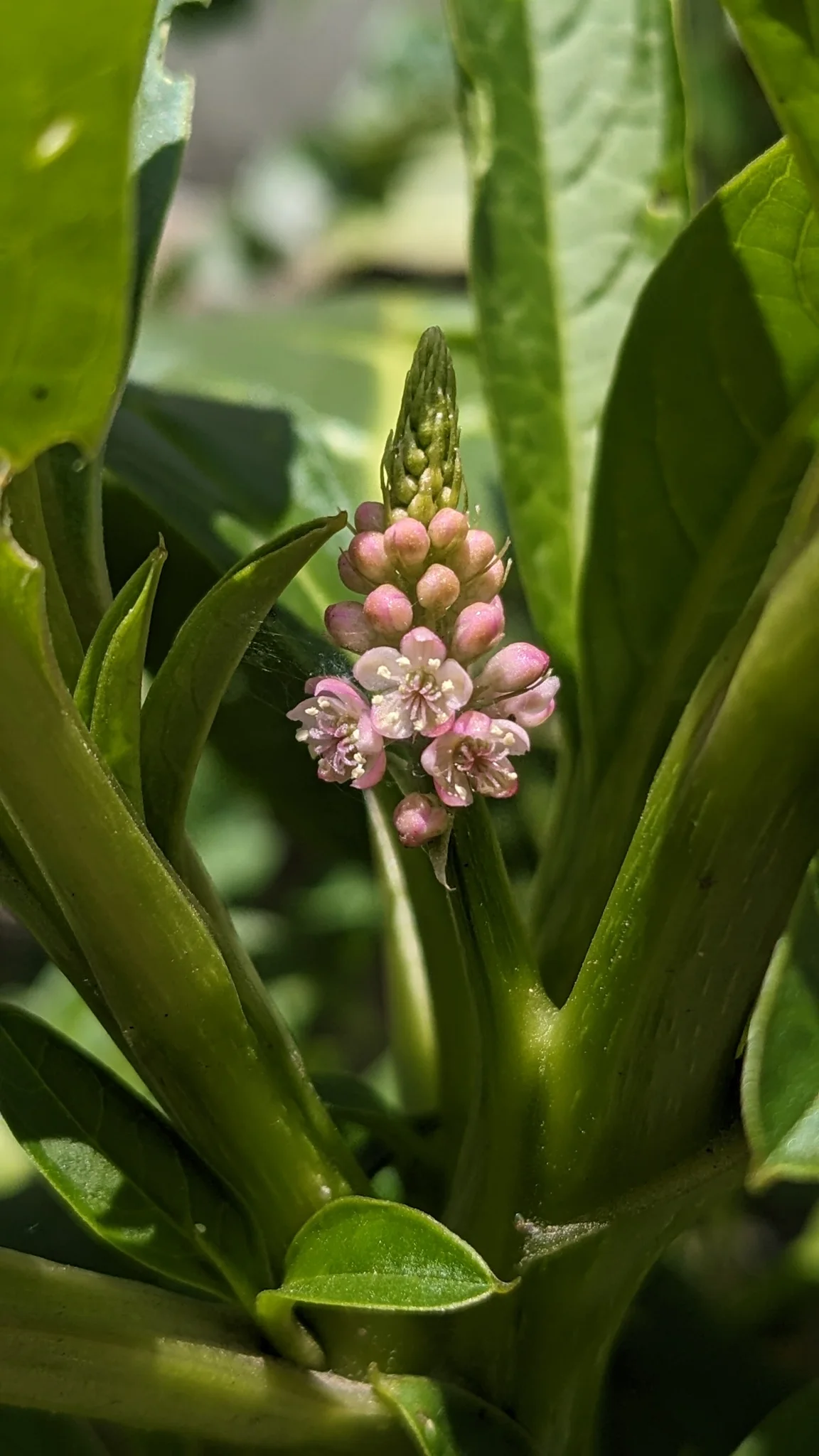 Pequeñas flores rosadas de Phytolacca.