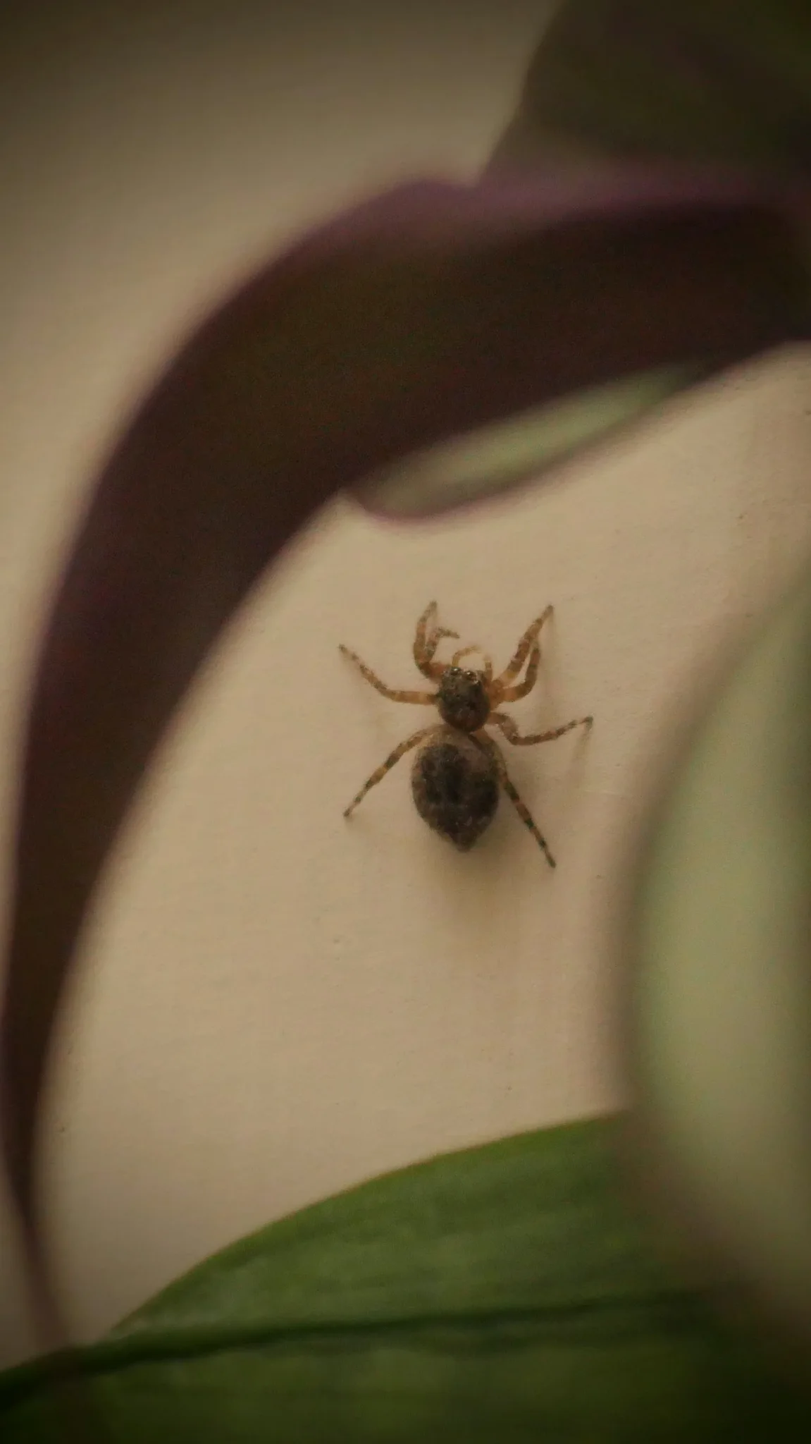 Araña diminuta en una superficie curva. La identificación más precisa sigue sin confirmarse.