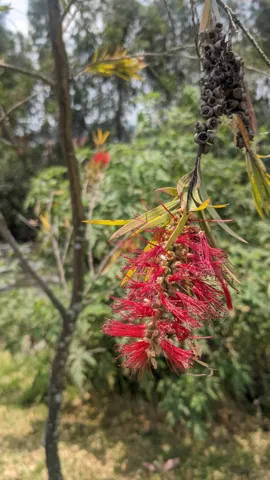 Ramillete rojo en un árbol. La identificación más precisa sigue sin confirmarse.