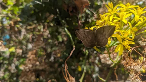 Mariposa marrón de alas abiertas. La identificación más precisa sigue sin confirmarse.