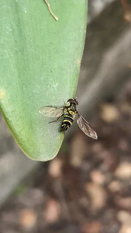 Mosca rayada sobre una hoja carnosa. La identificación más precisa sigue sin confirmarse.