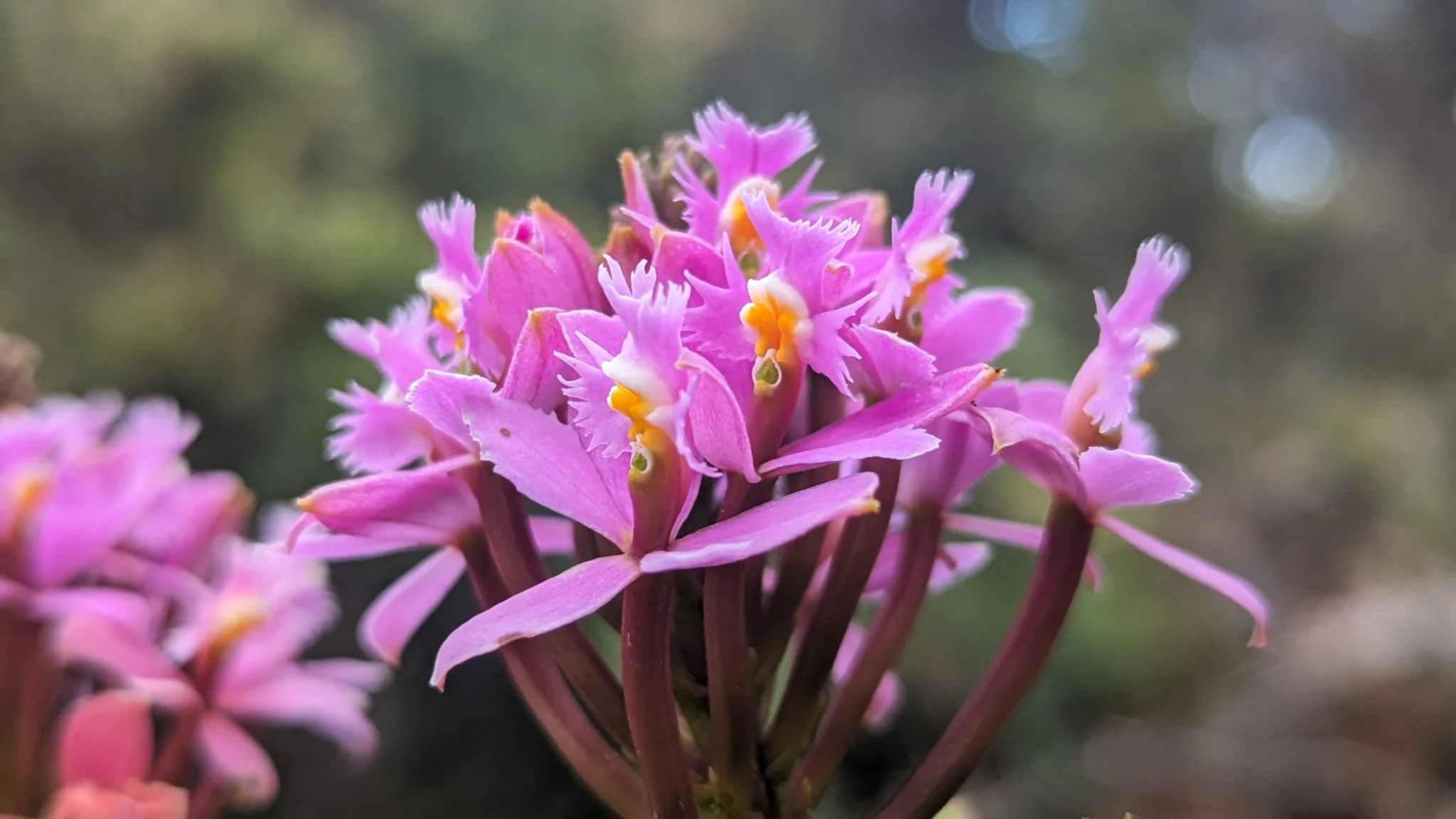 Un grupo de orquídeas rosadas de Epidendrum muestra sépalos y pétalos estrechos alrededor de labelos prominentes y con flecos.