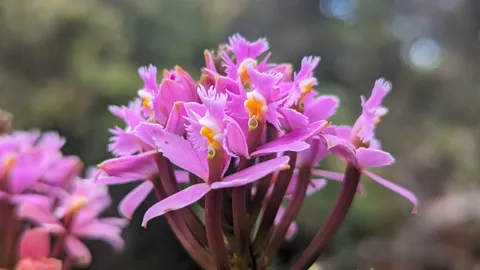 Un grupo de orquídeas rosadas de Epidendrum muestra sépalos y pétalos estrechos alrededor de labelos prominentes y con flecos.