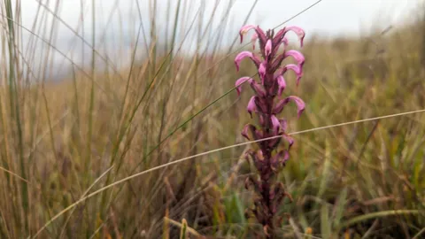 Una espiga de flores rosadas sobre el pajonal