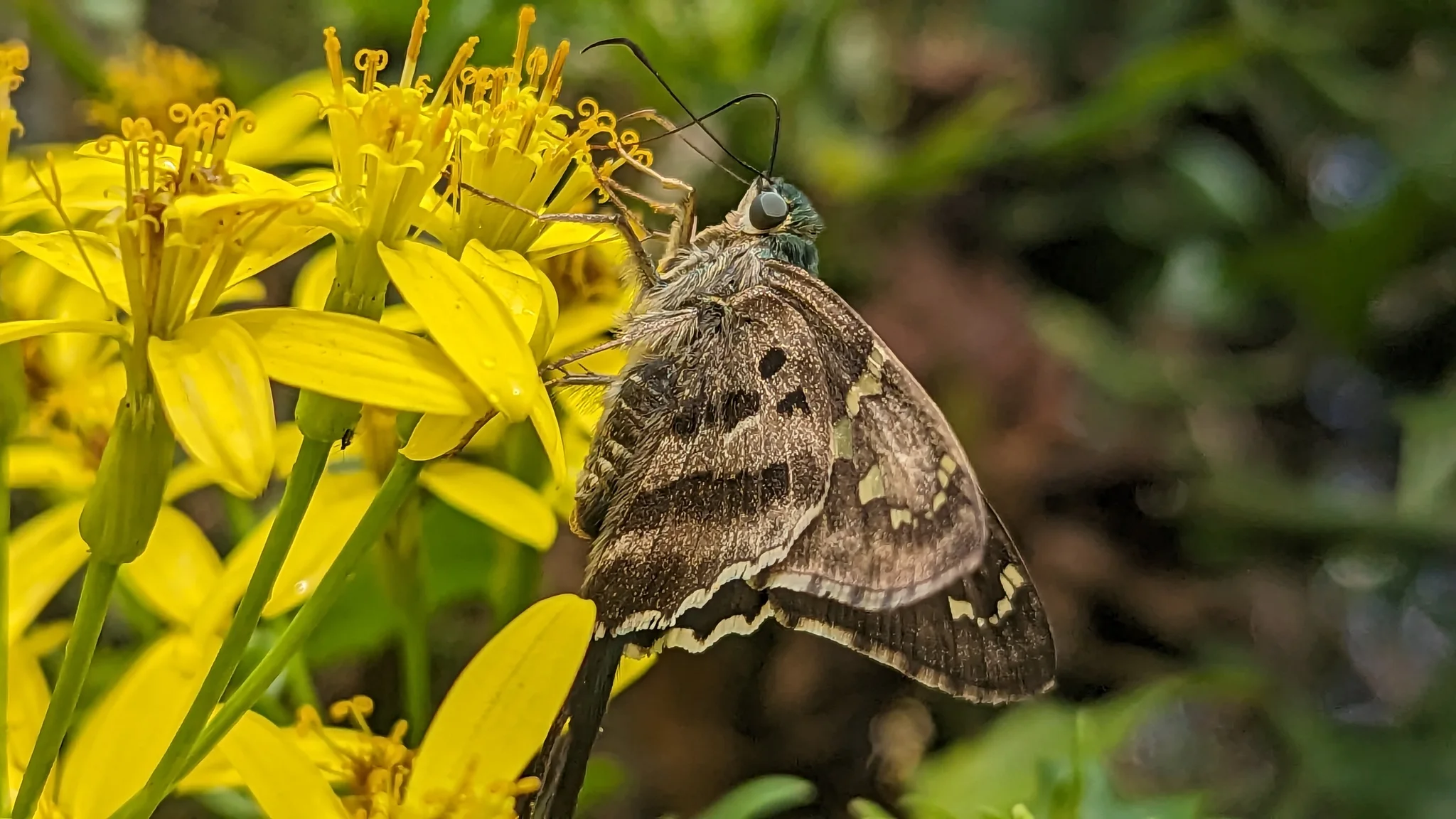Mariposa marrón en flores amarillas. La identificación más precisa sigue sin confirmarse.