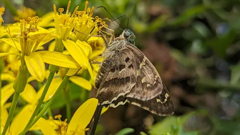 Mariposa marrón en flores amarillas. La identificación más precisa sigue sin confirmarse.