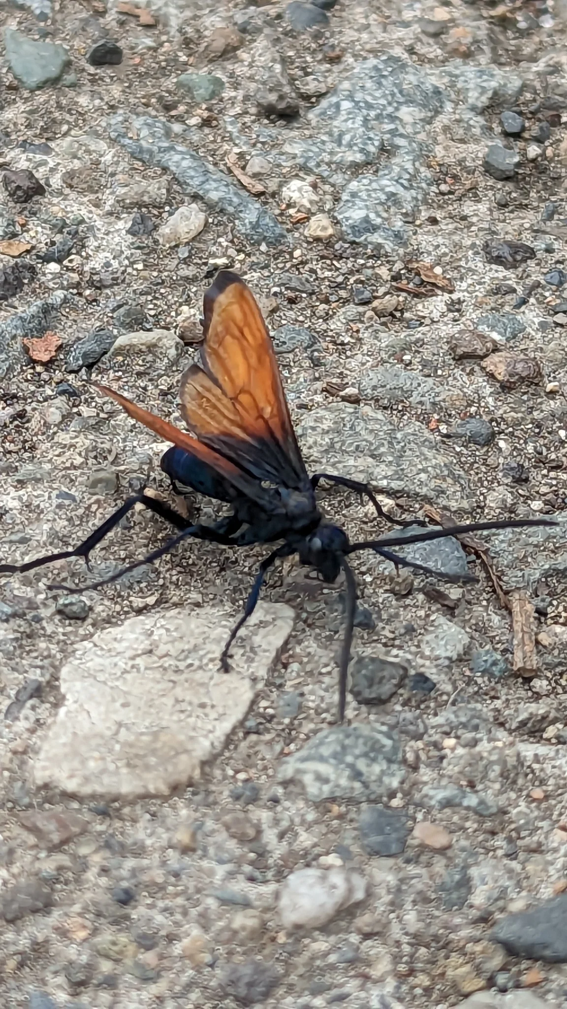 Insecto negro de alas anaranjadas. La identificación más precisa sigue sin confirmarse.