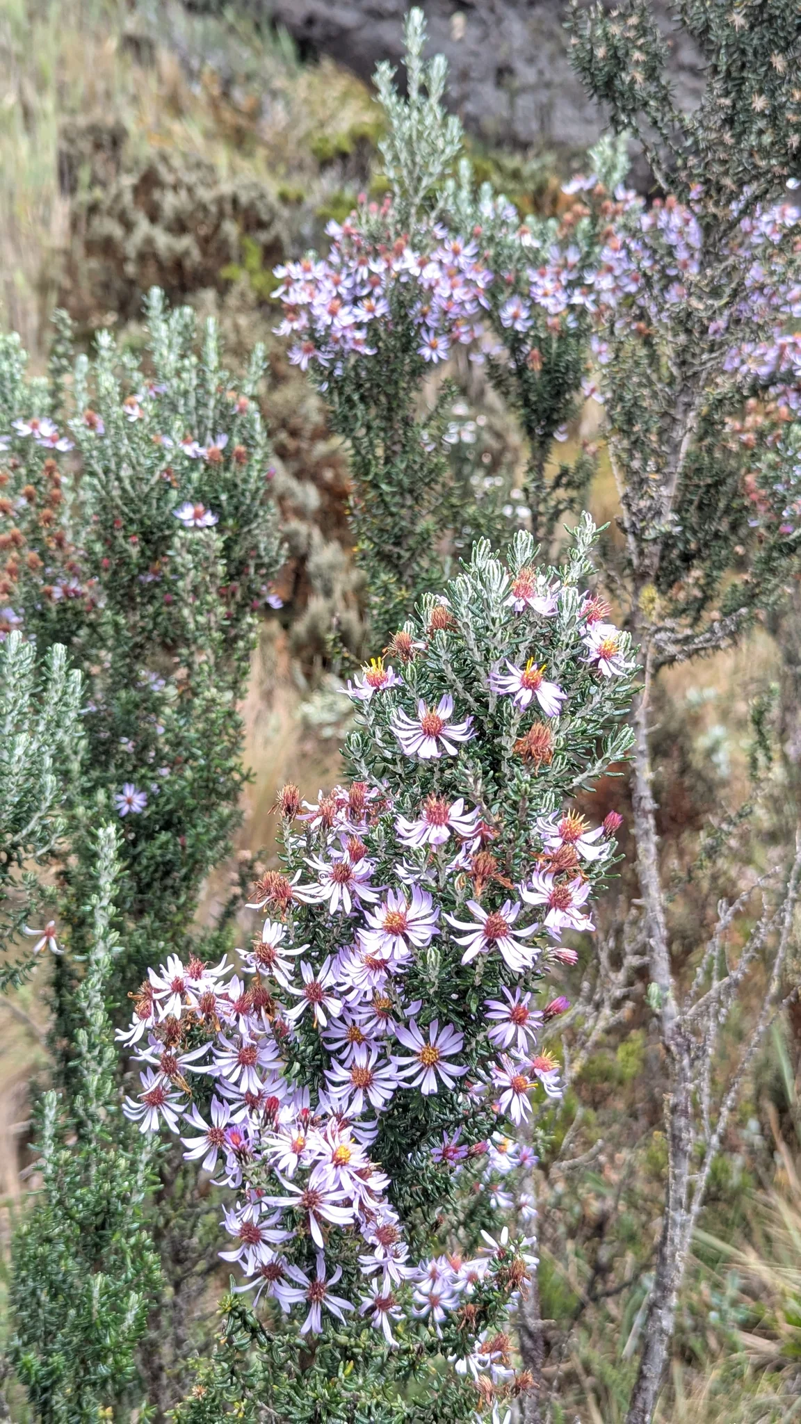 Espigas de pequeñas flores rosadas. La identificación más precisa sigue sin confirmarse.