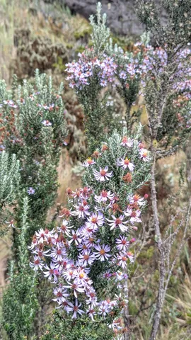 Espigas de pequeñas flores rosadas. La identificación más precisa sigue sin confirmarse.