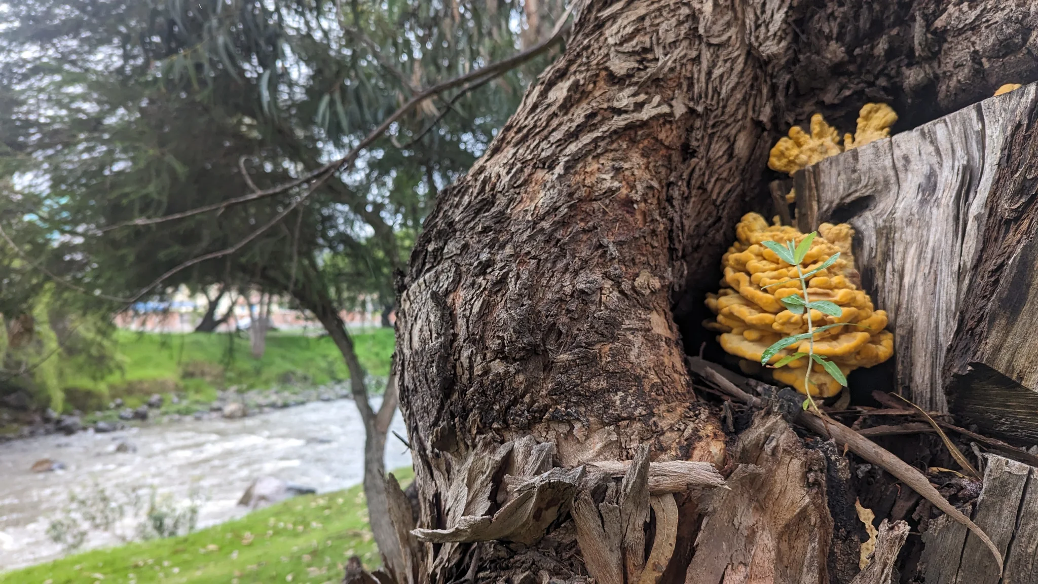 Hongo amarillo en la corteza de un árbol. La identificación más precisa sigue sin confirmarse.