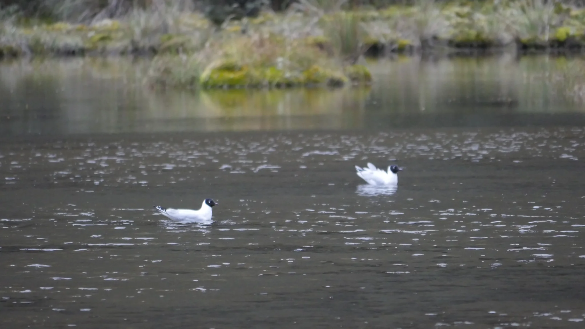 Un ave blanca sobre aguas tranquilas