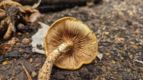 Láminas amarillentas sobre suelo oscuro. La identificación más precisa sigue sin confirmarse.