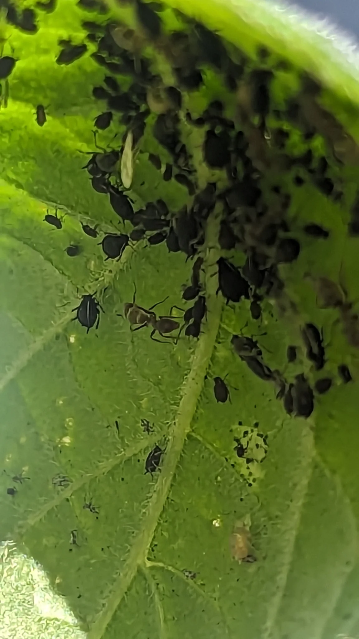 Pequeños insectos agrupados bajo una hoja. La identificación más precisa sigue sin confirmarse.