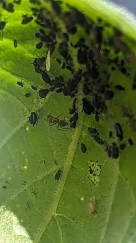 Pequeños insectos agrupados bajo una hoja. La identificación más precisa sigue sin confirmarse.