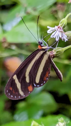Mariposa de bandas claras junto a flores. La identificación más precisa sigue sin confirmarse.