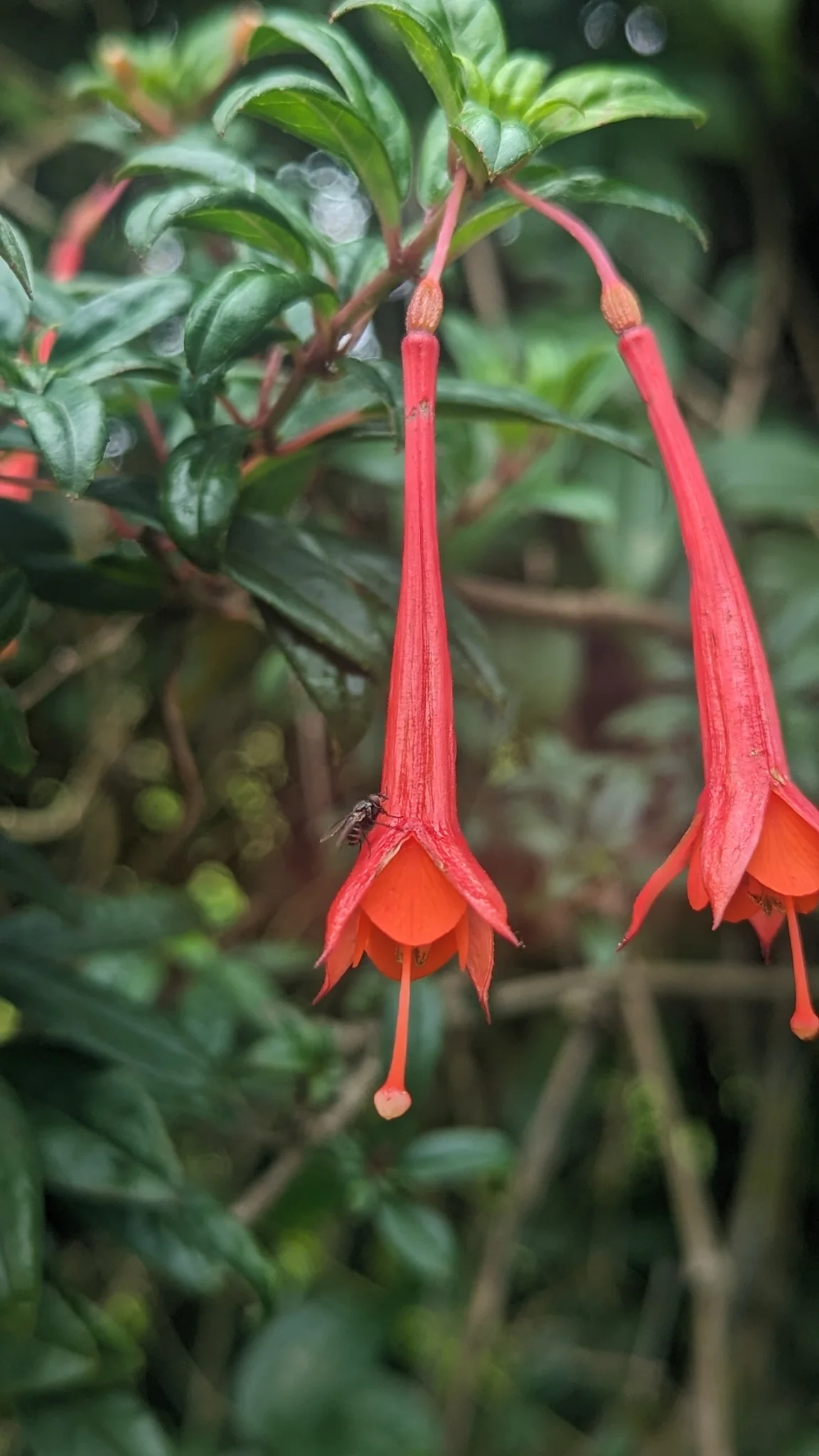 Flores rojas colgantes de Fuchsia. La identificación más precisa sigue sin confirmarse.