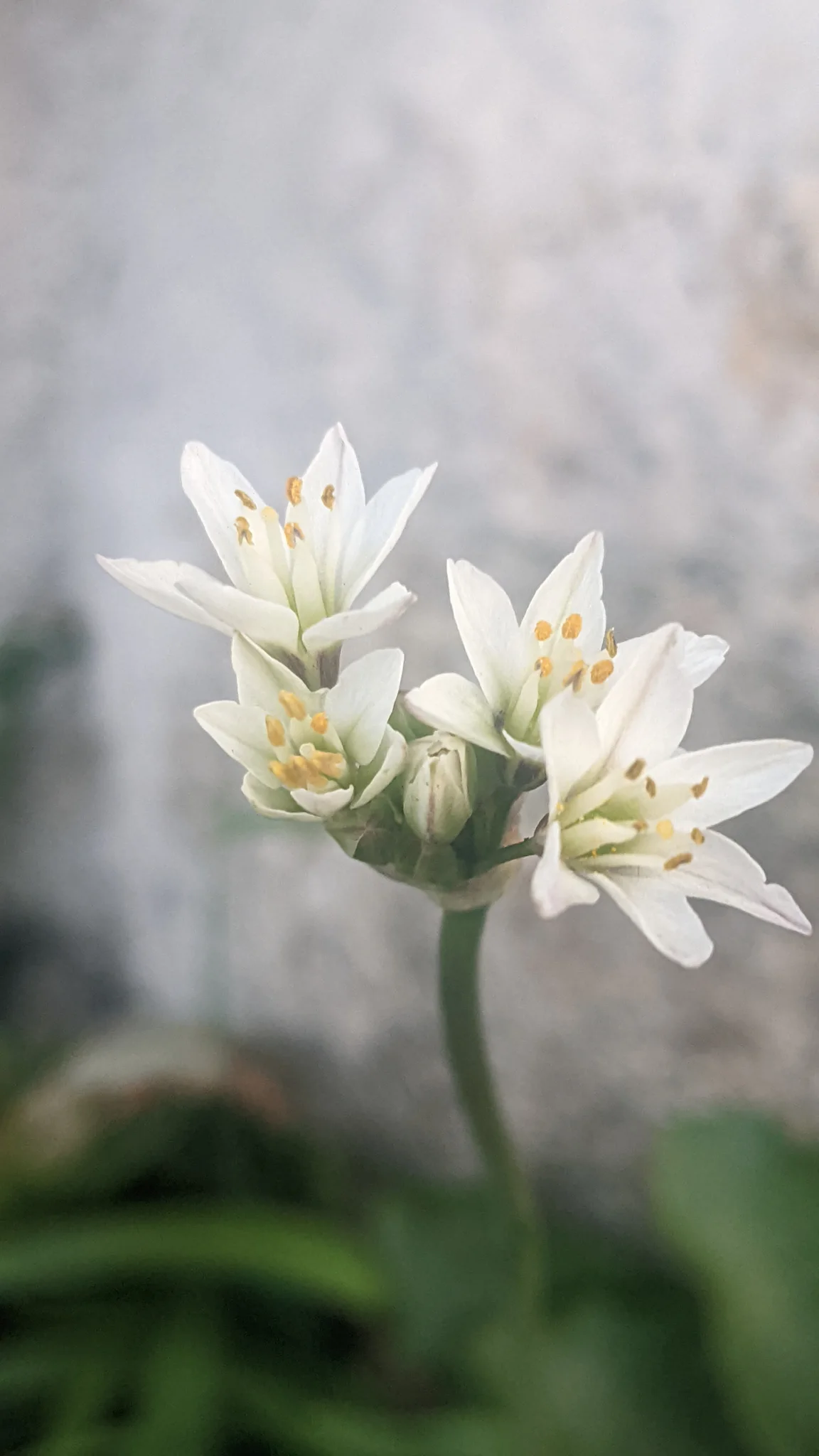 Umbela blanca de Nothoscordum.