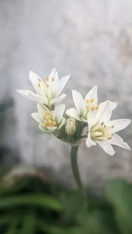 Umbela blanca de Nothoscordum.