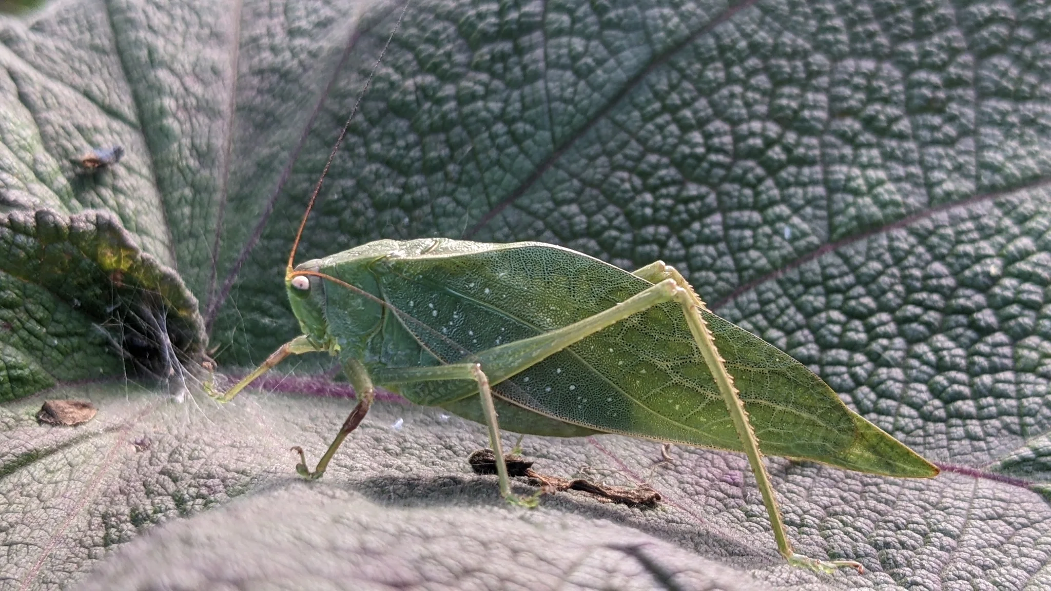 Insecto verde con aspecto de hoja. La identificación más precisa sigue sin confirmarse.