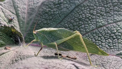 Insecto verde con aspecto de hoja. La identificación más precisa sigue sin confirmarse.