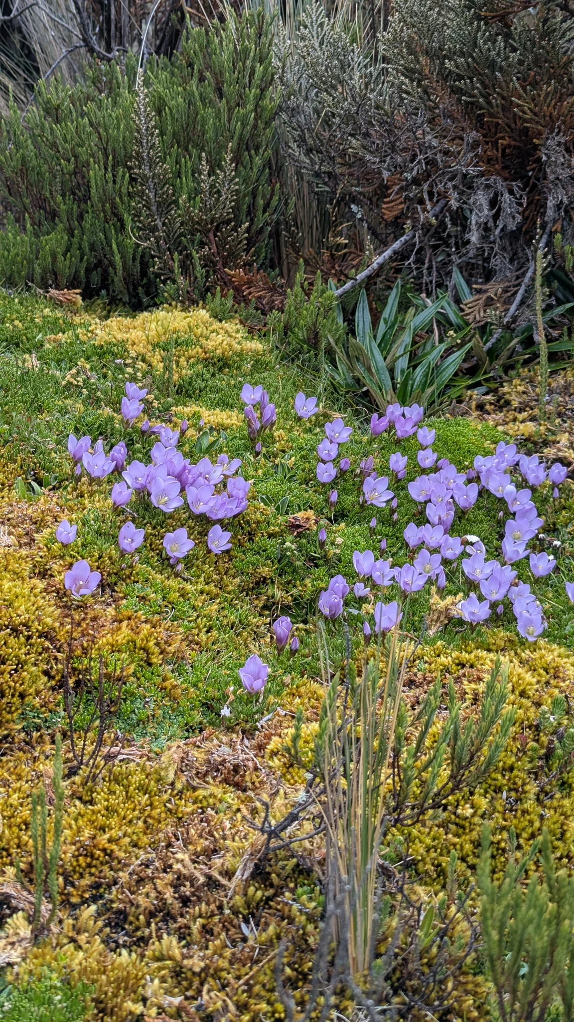 Un grupo de flores moradas junto al sendero