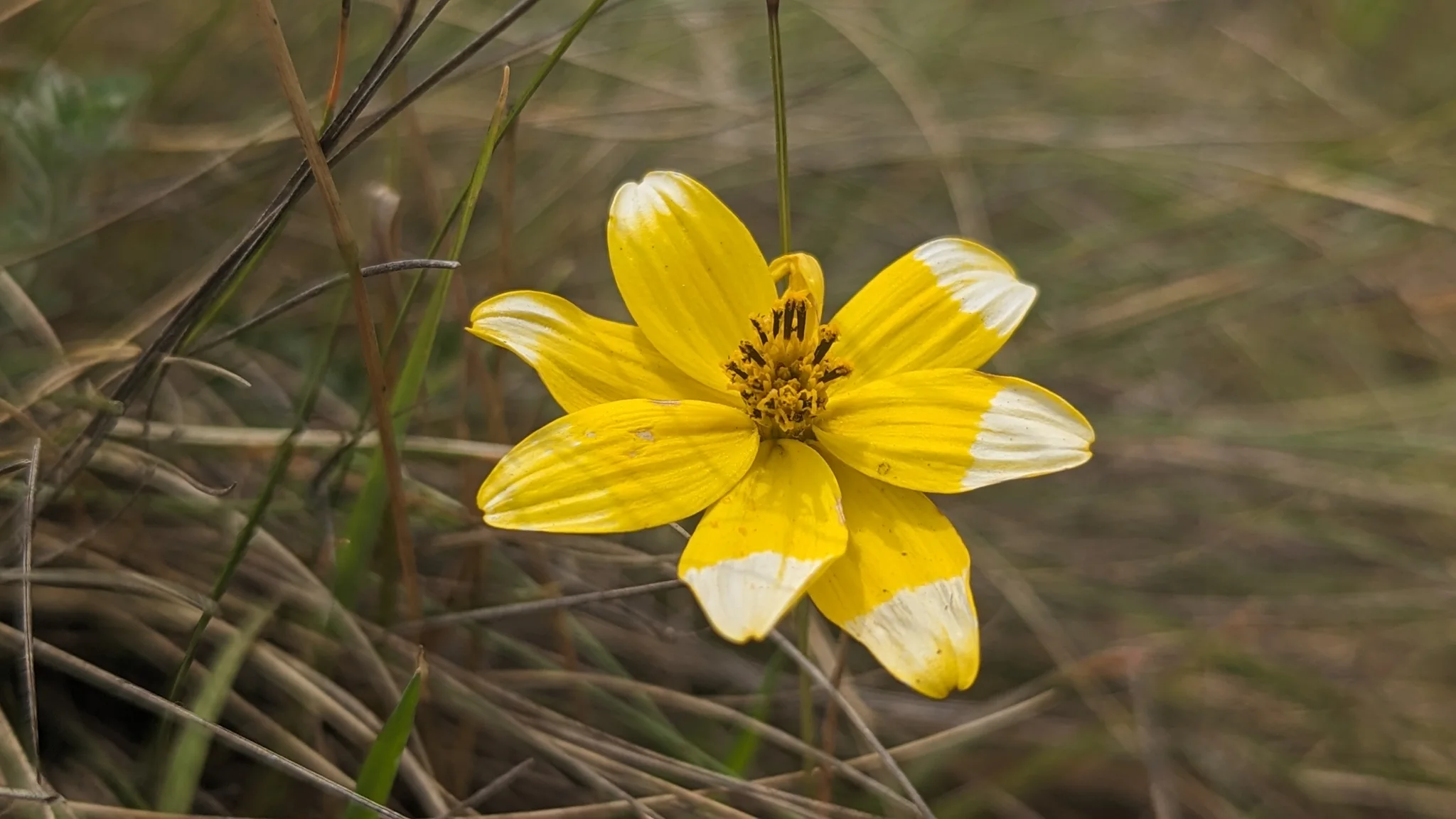 Flor amarilla de pétalos amplios. La identificación más precisa sigue sin confirmarse.