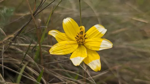 Flor amarilla de pétalos amplios. La identificación más precisa sigue sin confirmarse.
