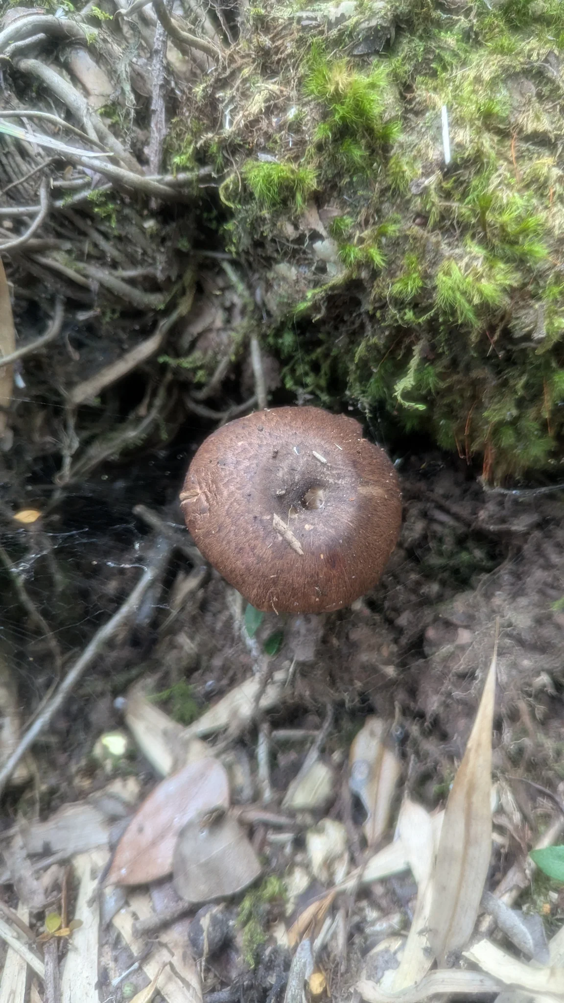 Un hongo Agaricus de sombrero marrón crece junto a musgo, raíces expuestas y hojarasca.