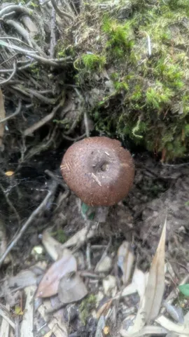 Un hongo Agaricus de sombrero marrón crece junto a musgo, raíces expuestas y hojarasca.