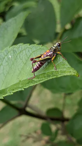 Saltamontes sobre hojas verdes. La identificación más precisa sigue sin confirmarse.