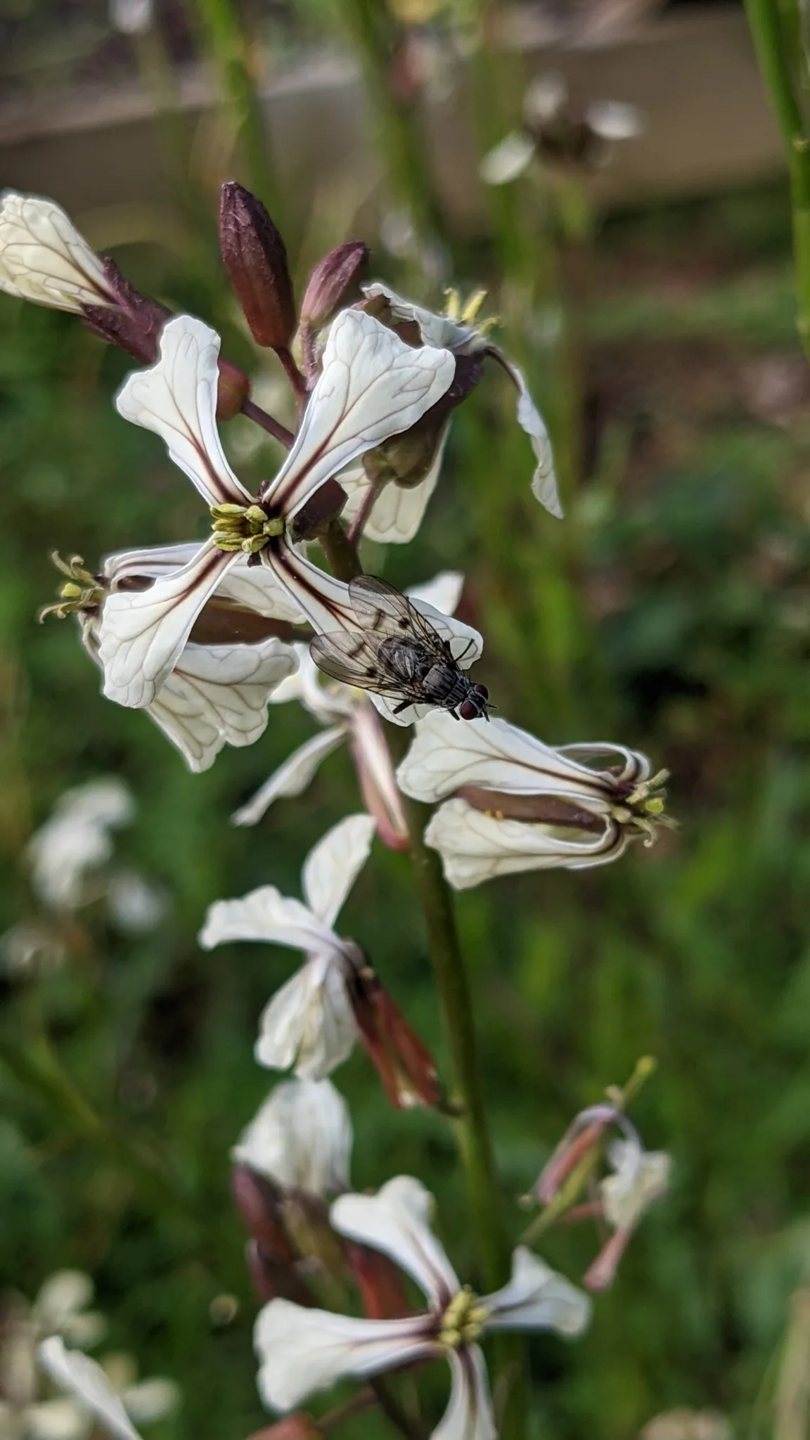 Flores blancas sobre tallos ramificados. La identificación más precisa sigue sin confirmarse.