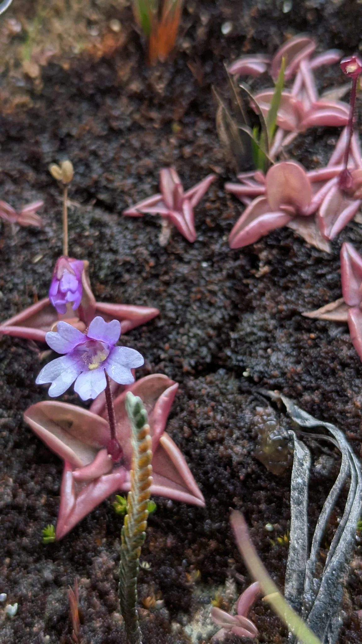 Una flor violeta se alza en un tallo fino sobre rosetas rosadas y carnosas en un talud húmedo. La identificación como Pinguicula calyptrata sigue siendo tentativa.