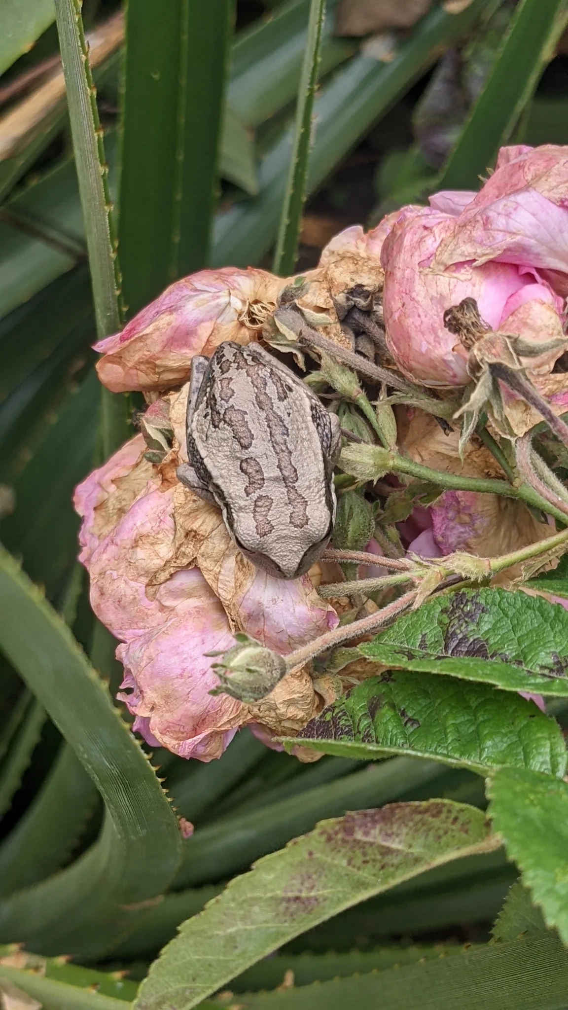 Insecto gris en flores rosadas. La identificación más precisa sigue sin confirmarse.