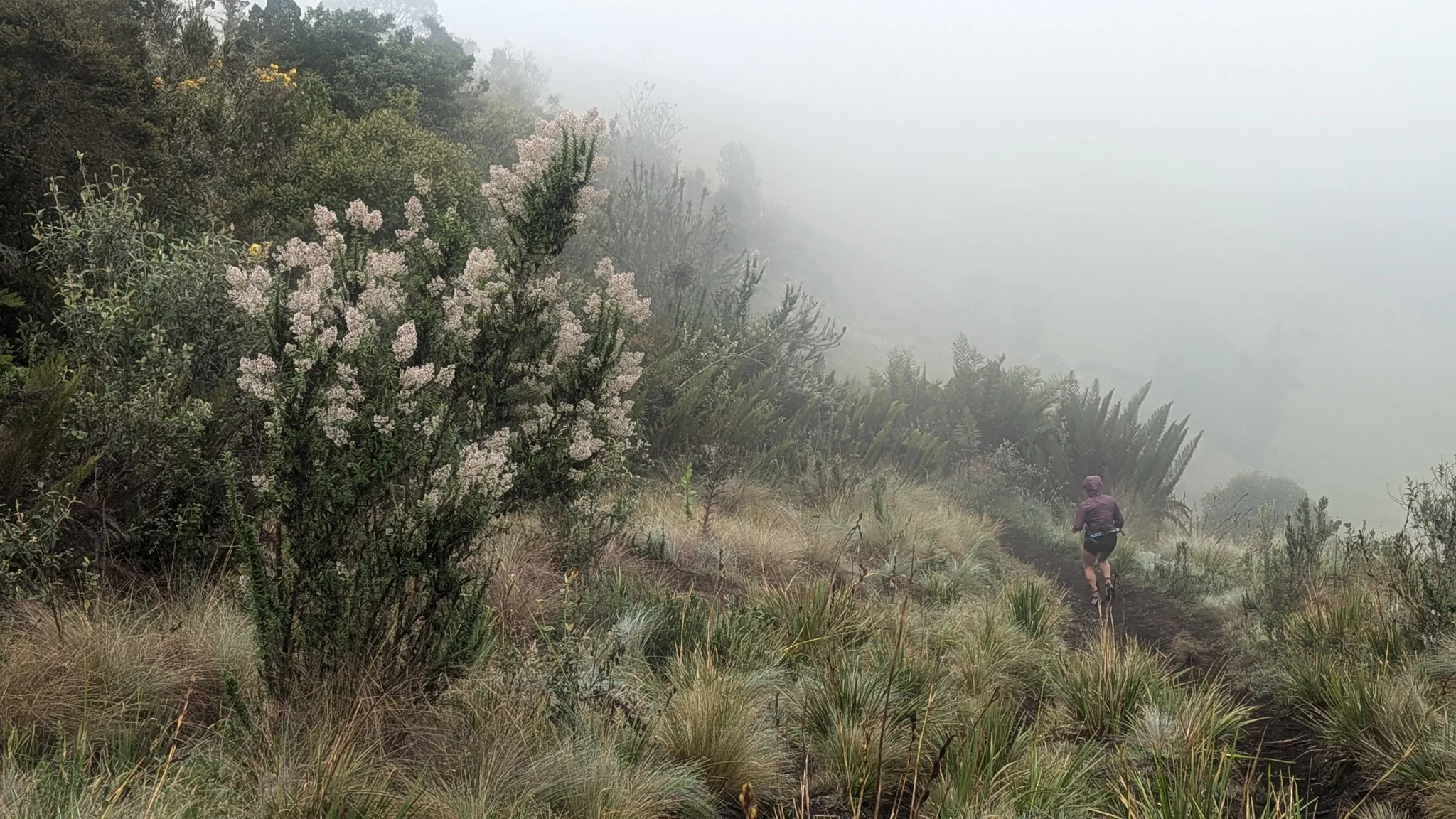 Una persona sigue un sendero estrecho entre arbustos de Baccharis cubiertos de flores claras y pequeños árboles, mientras la ladera se pierde en la niebla.