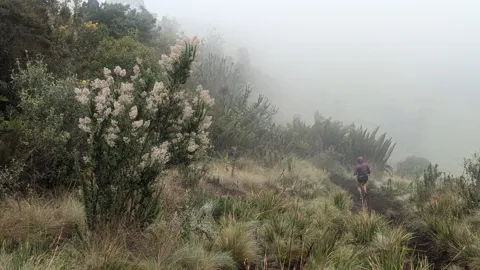 Una persona sigue un sendero estrecho entre arbustos de Baccharis cubiertos de flores claras y pequeños árboles, mientras la ladera se pierde en la niebla.
