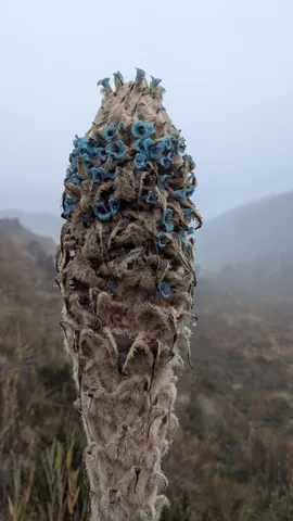 Flores azul verdosas en una espiga lanosa. La identificación más precisa sigue sin confirmarse.