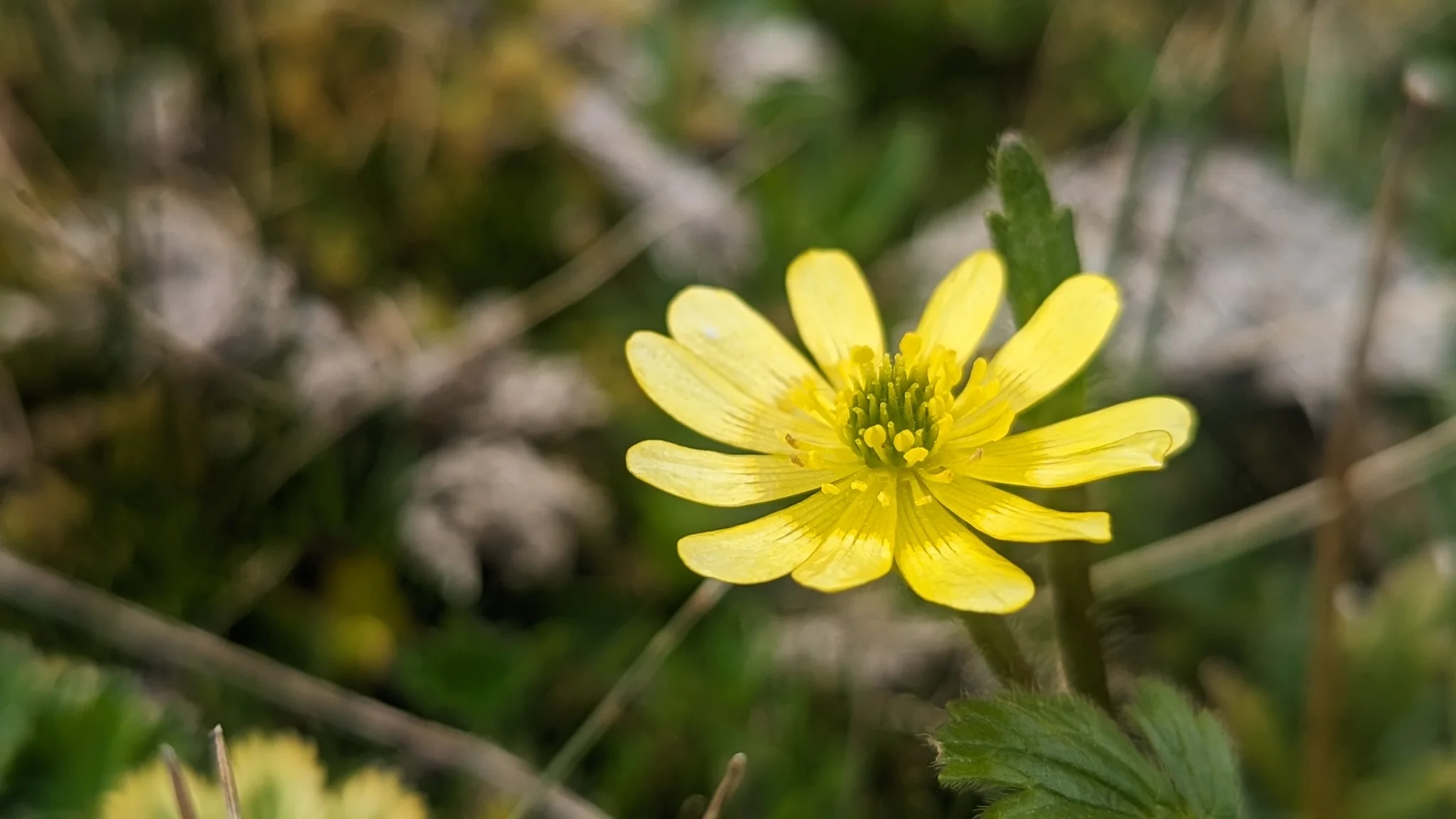 Una flor silvestre de amarillo intenso