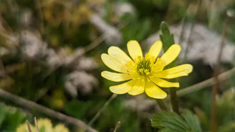 Una flor silvestre de amarillo intenso