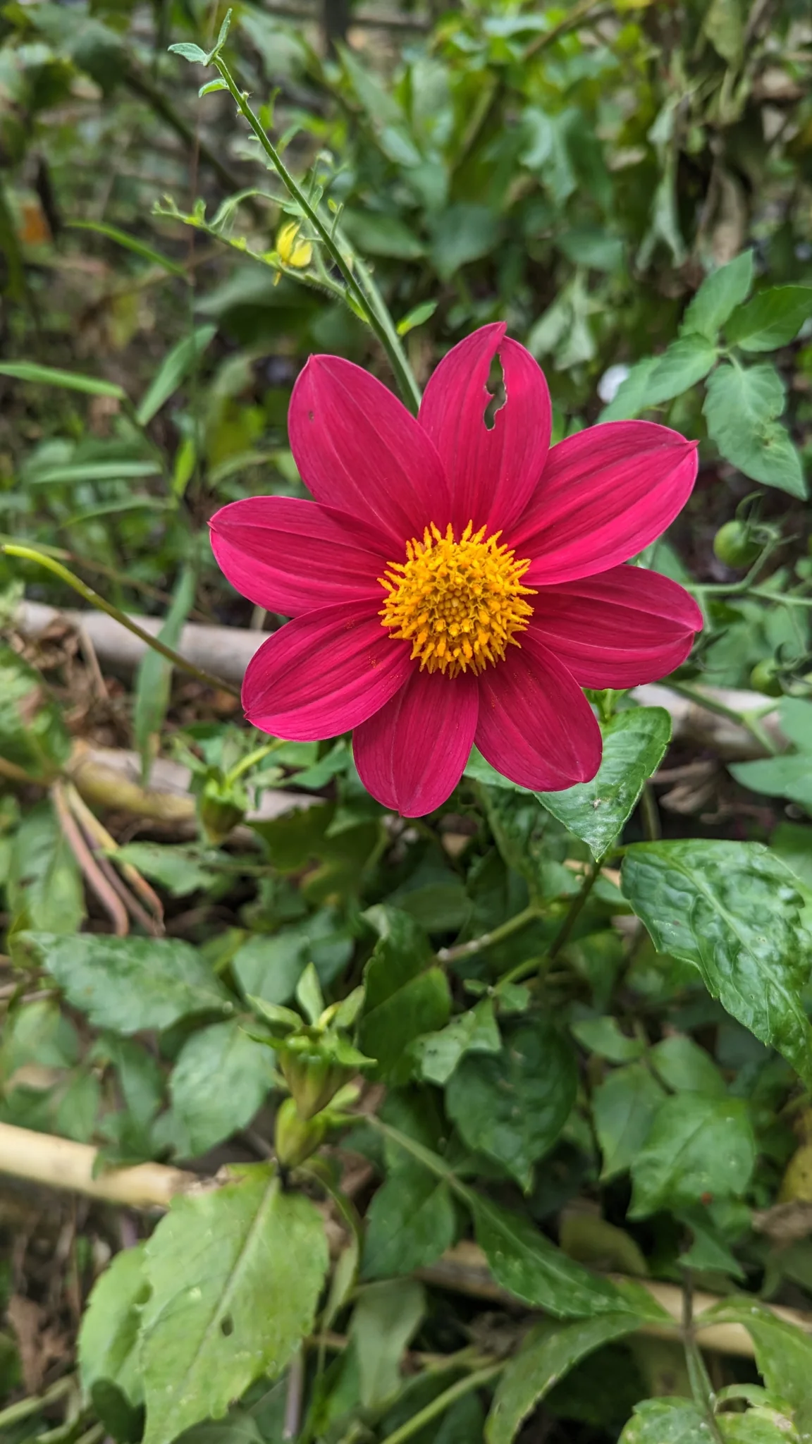 Flor magenta de centro amarillo. La identificación más precisa sigue sin confirmarse.