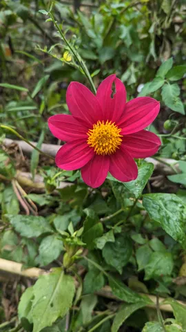 Flor magenta de centro amarillo. La identificación más precisa sigue sin confirmarse.