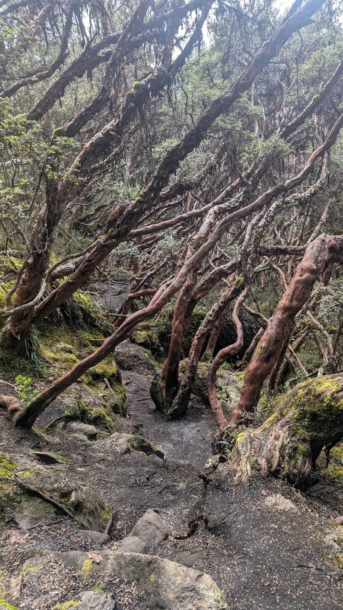 Un sendero irregular serpentea bajo árboles inclinados de corteza rojiza en un bosque protegido de altura.