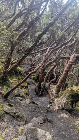 Un sendero irregular serpentea bajo árboles inclinados de corteza rojiza en un bosque protegido de altura.