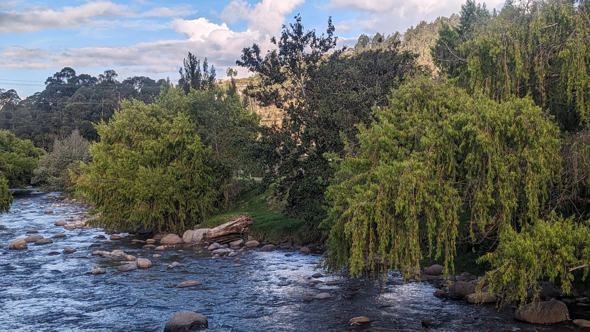 Ramas de sauce sobre el agua en movimiento