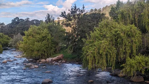 Ramas de sauce sobre el agua en movimiento