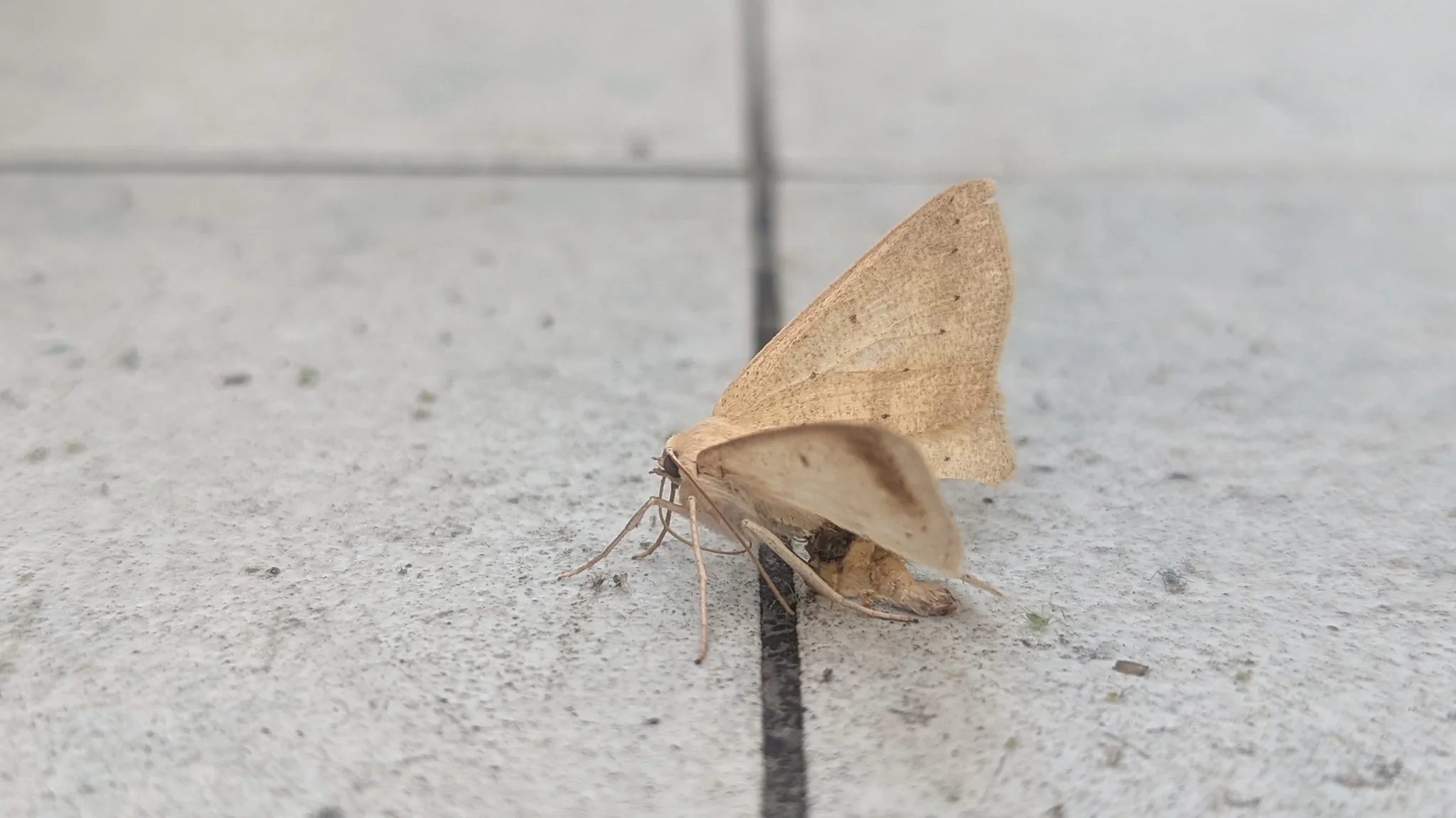 Polilla triangular de color arena. La identificación más precisa sigue sin confirmarse.