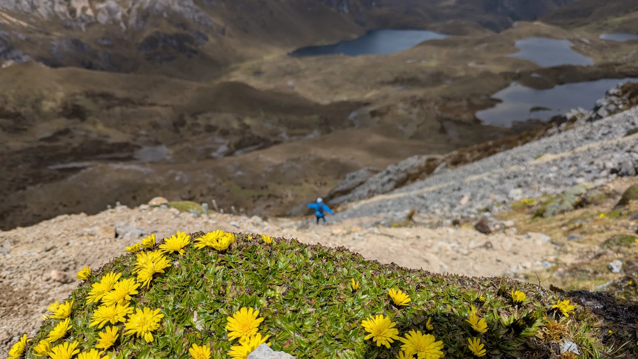 Cabezuelas amarillas de Hypochaeris surgen de una roseta baja junto a un mirador rocoso. La identificación aceptada llega al género.